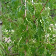 Beržas karpotasis "Laciniata" <br>(Betula pendula "Laciniata")