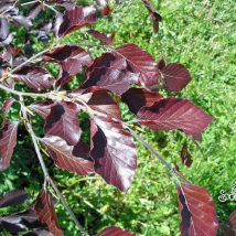 Bukas paprastasis"Purpurea"<br>(Fagus sylvatica"Purpurea")