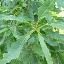 Ąžuolas bekotis “Mespilifolia“ <br>(Quercus petraea "Mespilifolia”)