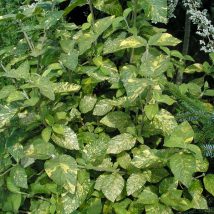 Putinas sodinis „Aureovariegata” <br>(Viburnum lantana "Aureovariegata")