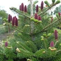 Kėnis korėjinis <br>(Abies koreana)