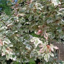 Klevas trakinis "Carnival" <br>(Acer campestre "Carnival")