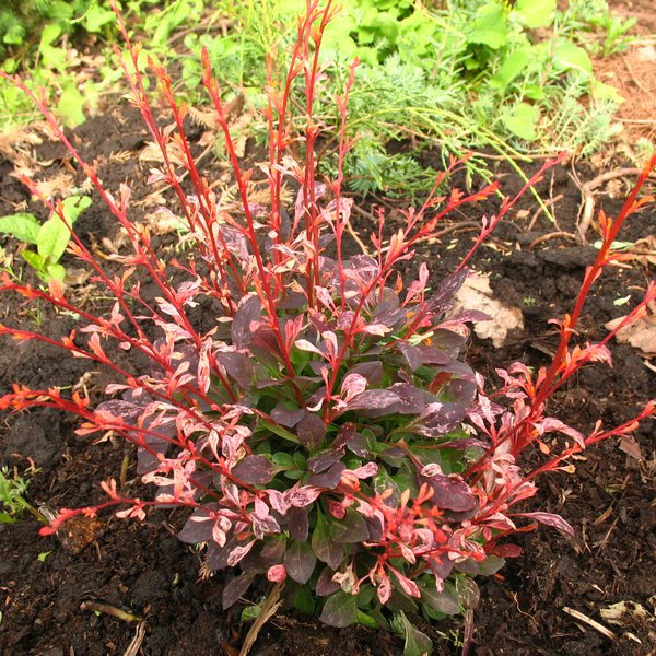 Barbaris-Tunberga-Pink-Attraction