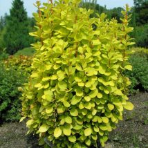 Raugerškis Tunbergo "Marija"<br>(Berberis thunbergii "Marija")