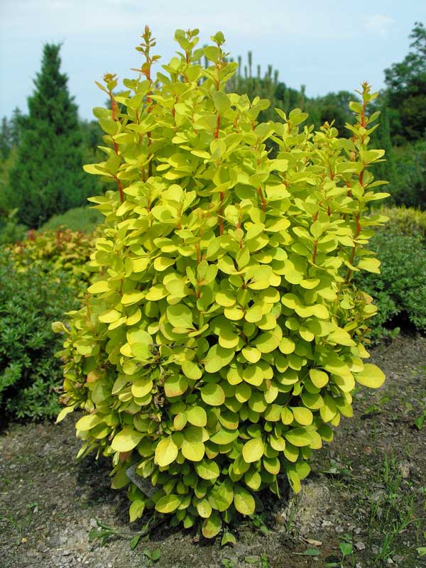Berberis-thunbergia-Maria