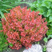 Raugerškis Tunbergo 'Admiration' <br>(Berberis thunbergii 'Admiration')