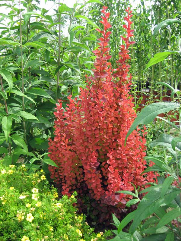 Berberis-thunbergii-Orange