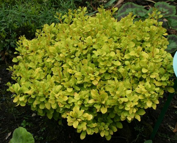 Berberis-thunbergii-Tiny-Gold