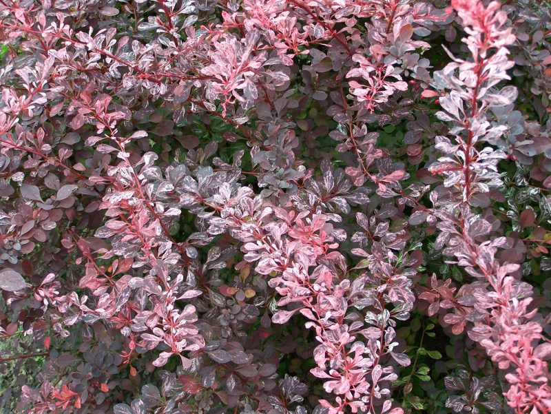 BerberisthunbergiiRoseGlow