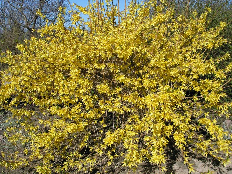 Forsythia-intermedia-Maluch