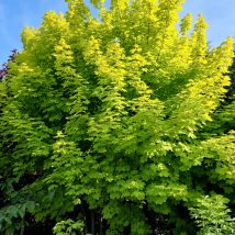 Klevas paprastasis "Princeton Gold" <br>(Acer platanoides "Princeton Gold" )