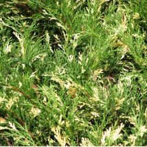 Kadagys gulsčiasis „Andora Variegata” <br>(Juniperus horizontalis "Andora Variegata")