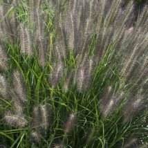 Plaukuotoji soruolė 'Moudry' <br>(Pennisetum alopecuroides 'Moudry')
