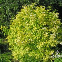 Jazminas darželinis “Aureus” <br>(Philadelphus coronaries"Aureus”)