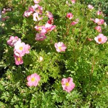Sidabražolė krūminė “Lovely Pink” <br>(Potentilla fruticosa "Lovely Pink”)