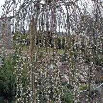Blindė paprastoji „Kilmarnock” <br>(Salix caprea "Kilmarnock")