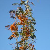Šermukšnis ”Flanrock=Autumn Spire” <br>(Sorbus ”Flanrock=Autumn Spire”)