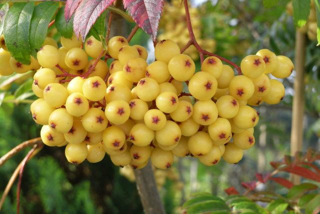 Sorbus-arnoldiana-Golden-Wonder