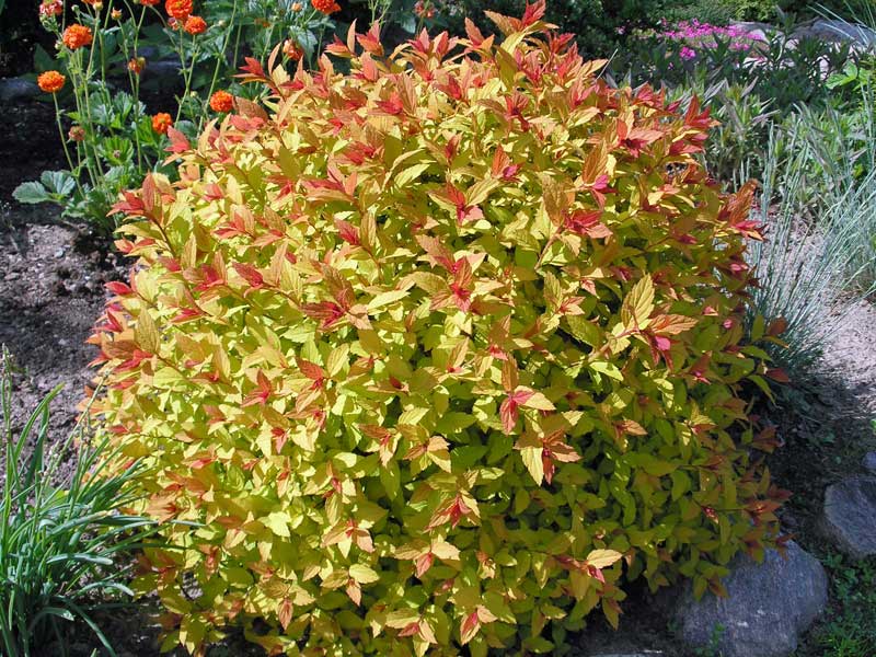 Spiraea Magic Carpet