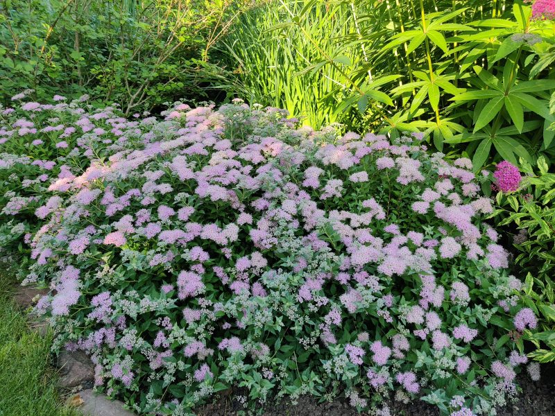 Spiraea japonica “Japanese Dwarf”
