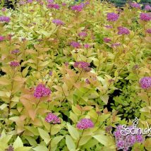 Lanksva  japoninė „Golden Princess” <br>(Spiraea japonica "Golden Princess")