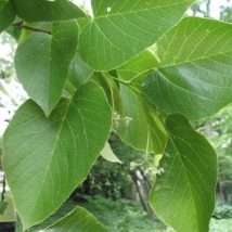 Liepa įvairialapė <br>(Tilia heterophylla)