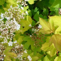 Putinas paprastasis „Park Harvest” <br>(Viburnum opulus "Park Harvest")