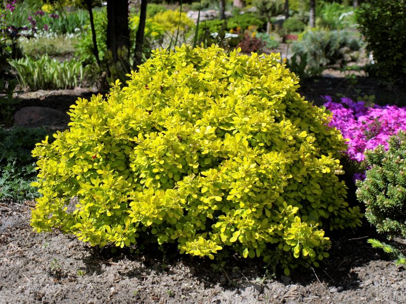 berberis-bonansa-gold