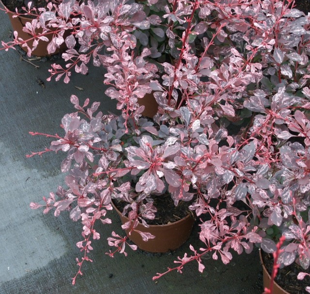 berberis_thunbergii_pink_queen