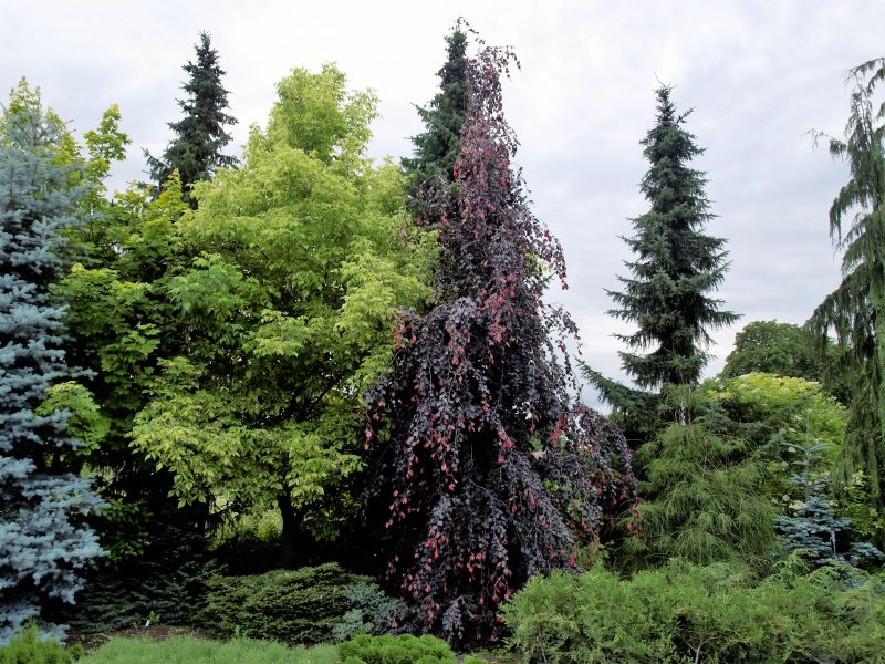 fagus-purple-fontain