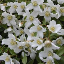 Jazminas Lemuano <br>(Philadelphus lemoinei)
