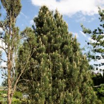 Pušis kalninė  „Columnaris” <br>(Pinus mugo"Columnaris")