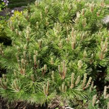 Pušis hondinė „Jane Kluis” <br>(Pinus densiflora"Jane Kluis")