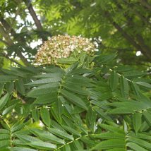 Šermukšnis japoninis <br>(Sorbus commixta)