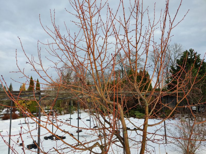 tilia Winter Orange