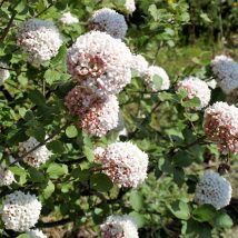 Putinas kvapnusis <br>(Viburnum carclephalum)