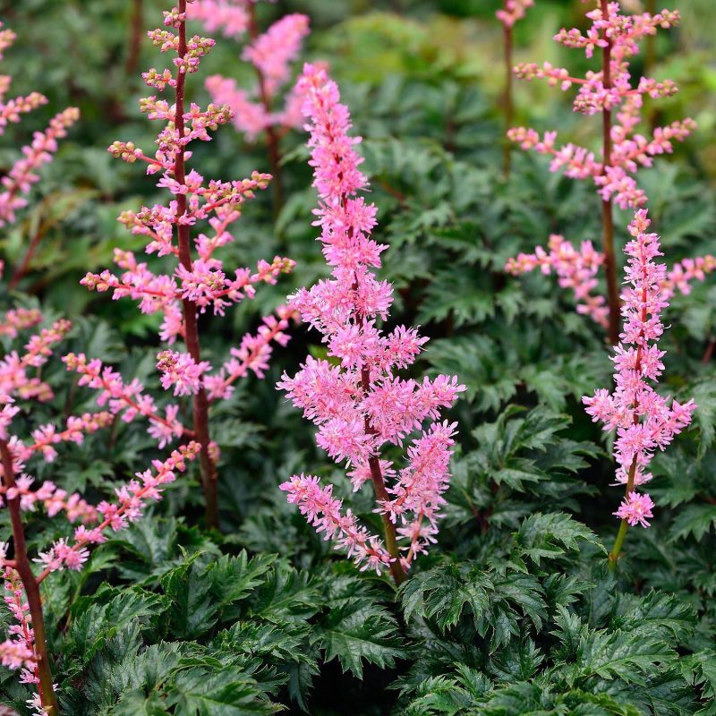ASTILBE X CRISPA ‘PERKEO’