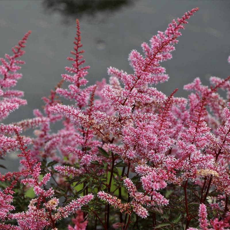 ASTILBE X HYBRIDA ‘KEY WEST’