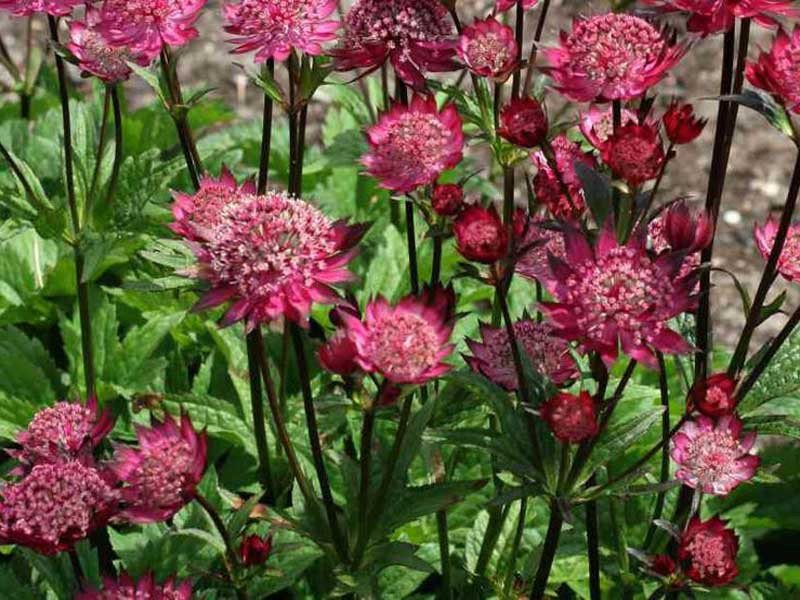 ASTRANTIA MAJOR “MOULIN ROUGE”