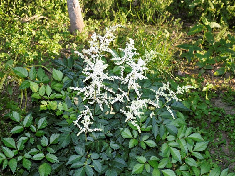 astilbe-deutchland