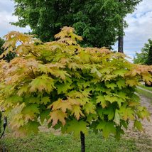 Klevas paprastasis"Golden Globe" <br>(Acer platanoides"Golden Globe")
