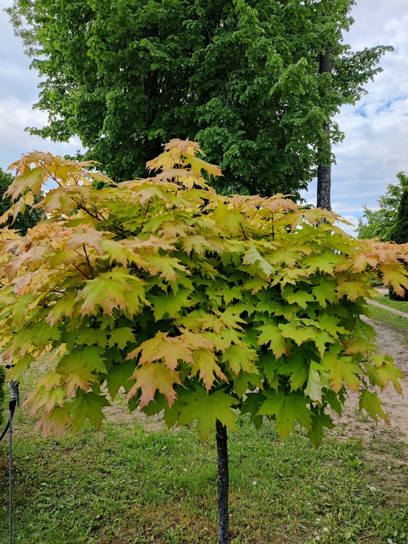 Acer platanoides 'Golden Globe'