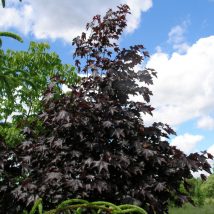 Klevas paprastasis "Crimson King" <br>(Acer platanoides "Crimson King")