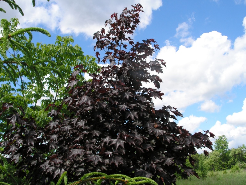 Acer platanoides“Crimson King”