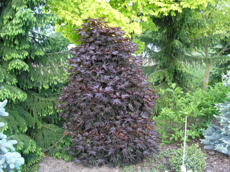 Acer platanoides“Crimson Sentry”
