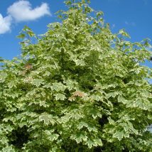 Klevas paprastasis "Drummondii" <br>(Acer platanoides "Drummondii")