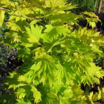 Klevas gelsvasis"Aureum" <br>(Acer shirasawanum"Aureum")