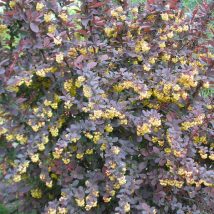 Raugerškis otavinis "Superba"<br>(Berberis ottawensis "Superba")