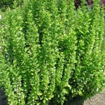Raugerškis Tunbergo "Powwow"<br>(Berberis thunbergii "Powwow")