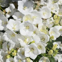 Katilėlis karpatinis"Pearla White"<br>(Campanula carpatica"Pearla White")